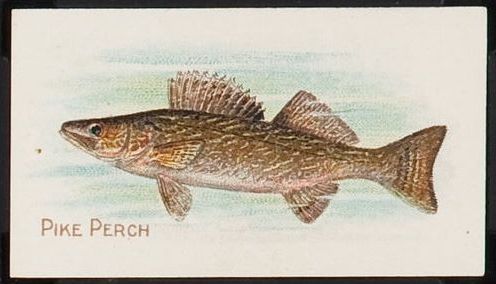 Pike Perch